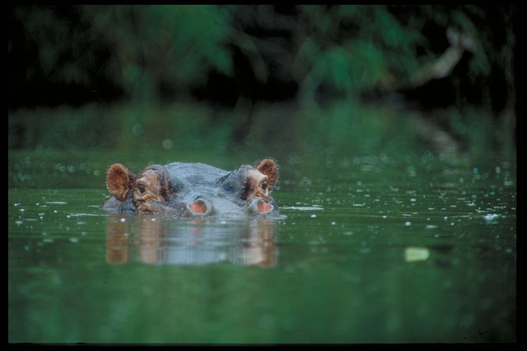 Foto: Tim Schroeter/Wildshots: Okavango Delta Safari in Botswana